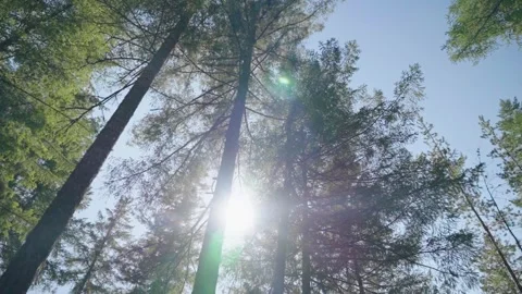 Sunlight and Lens Flare Through Tall Tree Tops on Vancouver Island Stock Footage 341435544