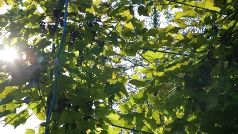 Sunlight and lens flare,tree leaves Stock Footage 80677276