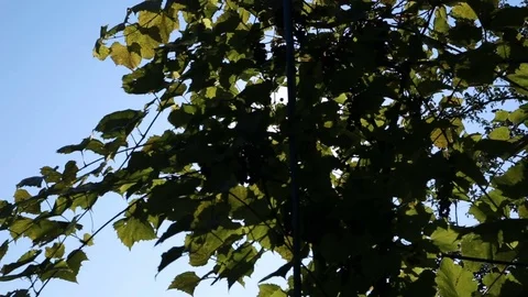Sunlight and lens flare,tree leaves Stock Footage 80688720