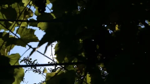 Sunlight and lens flare,tree leaves Stock Footage 80689062