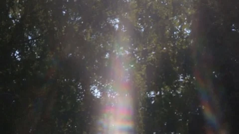 Sunlight and lens flare,tree leaves Stock Footage 80689271