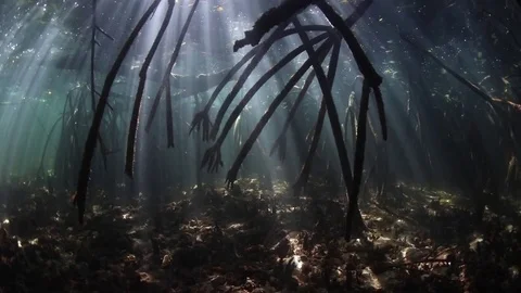 Sunlight and Mangrove Forest Stock Footage 76747433