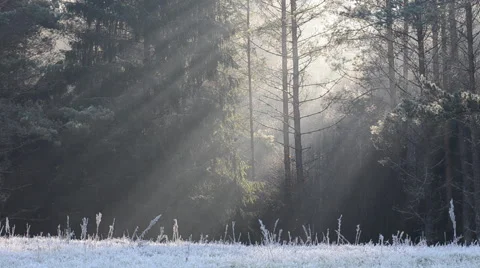 The sunlight and misty woods Stock Footage 60658492