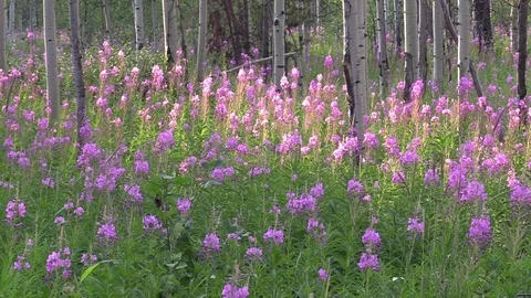 Sunlight and mountain flowers light breeze Stock Footage 79006617