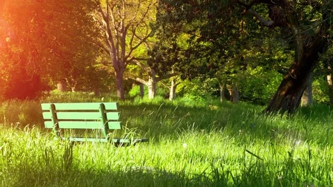 Sunlight and Park Bench Beautiful City Outdoor Landscape Green Meadow Background Stock-Footage 85330475