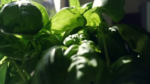 Sunlight and Plant Movement in Time-Lapse Stock Footage 121207642