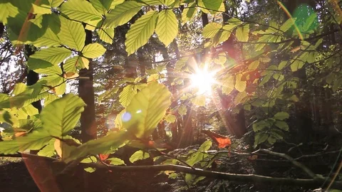 Sunlight and rays through autumn leaves 動画素材 96081984