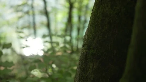 Sunlight and reflections on leaves Stock Footage 168389222