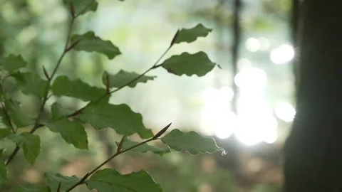 Sunlight and reflections on leaves Stock Footage 168389300