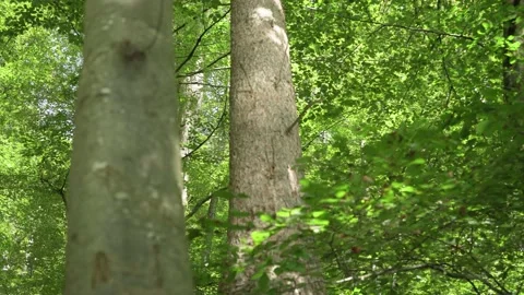 Sunlight and reflections on leaves Stock Footage 168389369