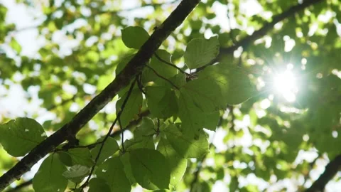 Sunlight and reflections on leaves Stock Footage 168389546