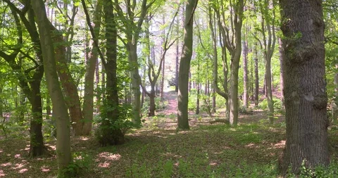 Sunlight and shadow in a coastal dune forest Stock Footage 96747959