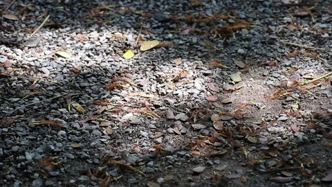 Sunlight and shadow on fallen rain tree flowers and leaves Stock Footage 112946464