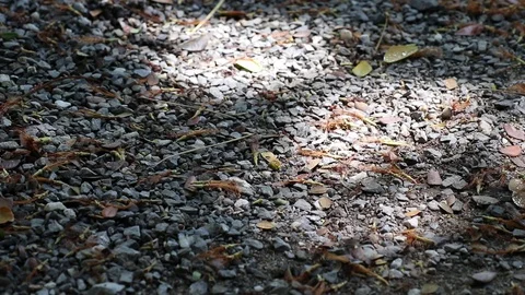 Sunlight and shadow on fallen rain tree flowers and leaves Stock Footage 112970723