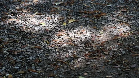 Sunlight and shadow on fallen rain tree flowers and leaves Stock Footage 112974396