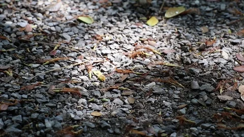 Sunlight and shadow on fallen rain tree flowers and leaves Stock Footage 113408030