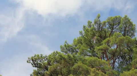 Sunlight and shadow on pine green needles on background sky with clouds Video stock 20306822