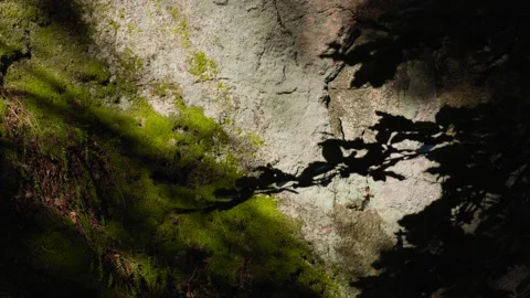Sunlight and Shadow Play on Mossy Rock Video stock 316685415