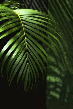 Sunlight and shadow on surface of green palm leaf is growing in home garden.. Stock Photos