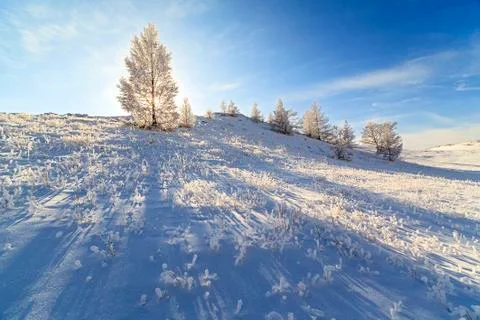Sunlight and shadow through the spruce in the winter Stock Photos
