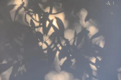 Sunlight and shadow from tree branches on the wall of the house 2 Stock Photos