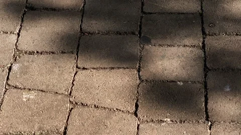 Sunlight and Shadows Cast on Paving Stones Abstract Texture Vídeo Stock 342796631