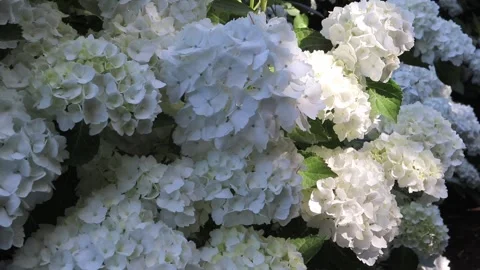 Sunlight and shadows dancing across white hydrangea blooms 動画素材 338342400