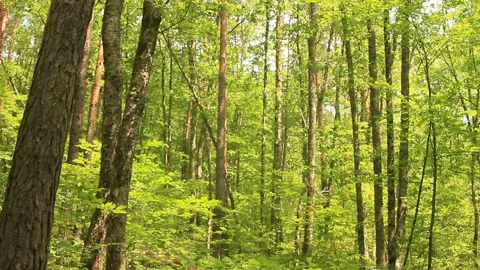 Sunlight and shadows in forest Stock Footage 125340392