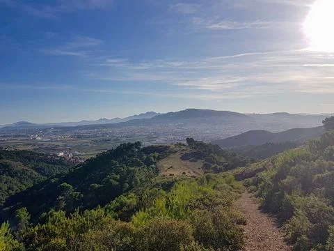 Sunlight and Shadows in the Forest Stock Photos