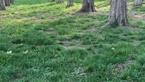 Sunlight and Shadows Moving Across Green Grass Field Time-lapse Stock Footage 326668138