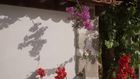 Sunlight and Shadows on a White Wall with Vibrant Flowers Stock Footage 337778165