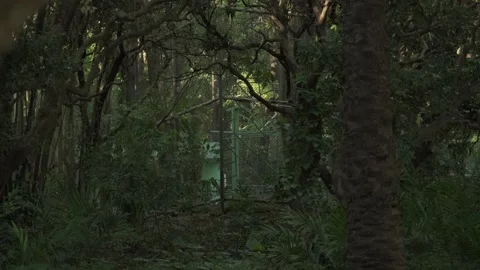 Sunlight and Swaying Leaves in a Deep Forest with Distant Figures Moving Stock Footage 317910063