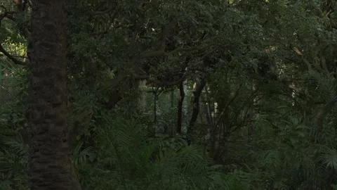 Sunlight and Swaying Leaves in a Deep Forest with Distant Figures Moving Stock Footage 317910071