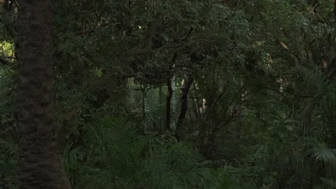 Sunlight and Swaying Leaves in a Deep Forest with Distant Figures Moving Stock Footage 317910144