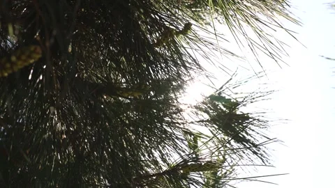 Sunlight and swaying pine tree leaves in the wind. Stock Footage 272925958