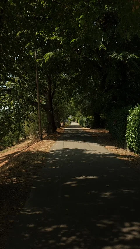 Sunlight and tree shadows on a forest path in Rheinfelden, Germany Stock Footage 340230924