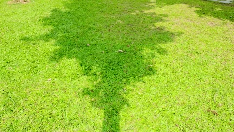 Sunlight and tree shadows moving across a vibrant green grass lawn in park Stock Footage 342329989