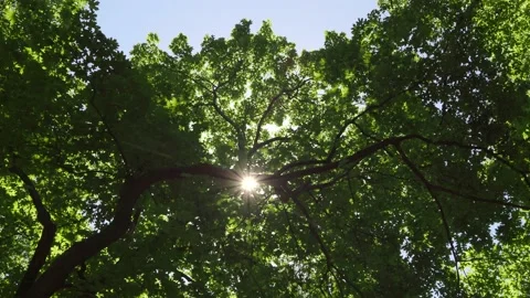 Sunlight and tree, sun in the forest Stock Footage 199748830