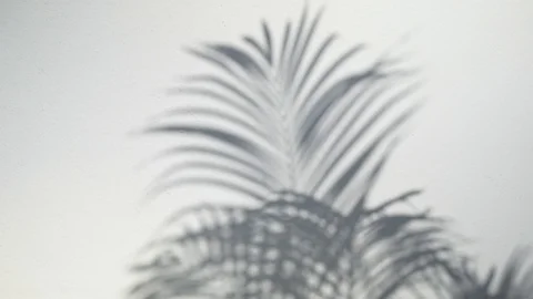 Sunlight and trees shadow on the white wall Stock Footage 121407950