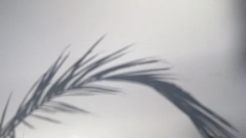 Sunlight and trees shadow on the white wall Stock Footage 121408008