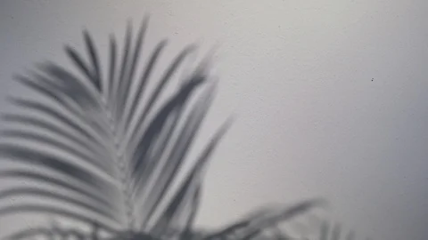 Sunlight and trees shadow on the white wall Vídeo Stock 122209252