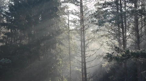 Sunlight and wild forest Stock Footage 60658384