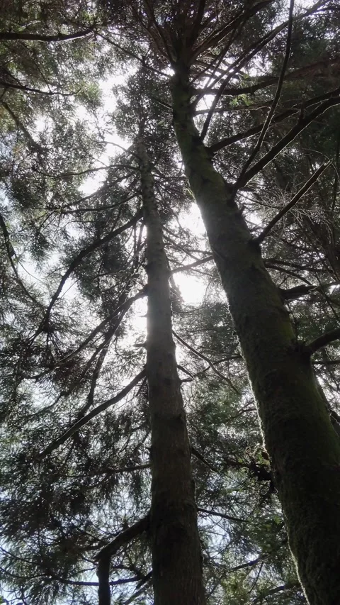 Sunlight and wind filtering through the trees. Stock Footage 340469584