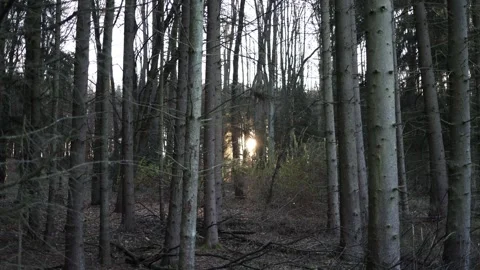 Sunlight appears through tall forest trees creating a calm quiet scene  Stock Footage 321650494