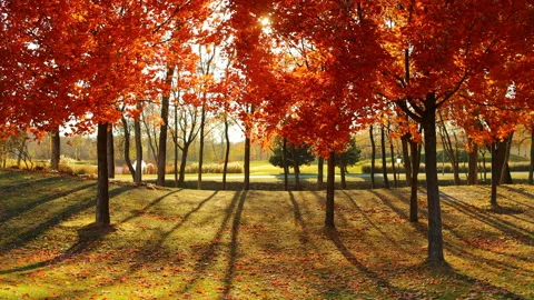 Sunlight autumn bokeh. Stock Footage 163917521