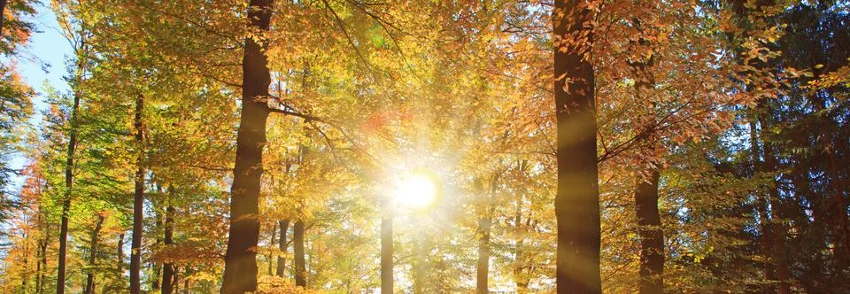 Sunlight in Autumn forest with beech trees and blue sky. Stock Photos