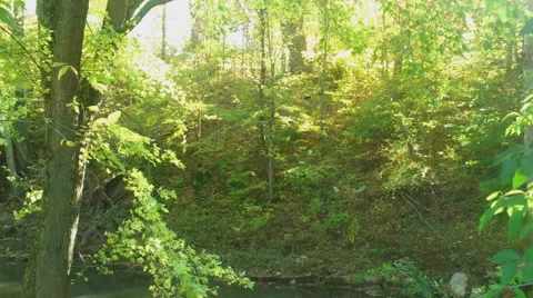 Sunlight in Autumn Forest Stock Footage 43250078