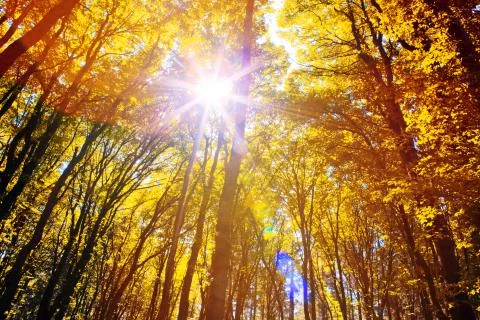 Sunlight in the autumn forest. Stock Photos
