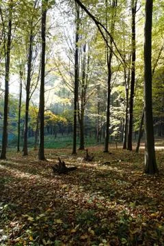 Sunlight in the autumn forest. Stock Photos