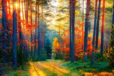 Sunlight in autumn forest Foto stock